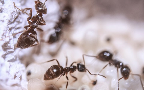 Las hormigas y otros insectos sociales realizan confinamientos y cierres perimetrales para protegerse de las pandemias